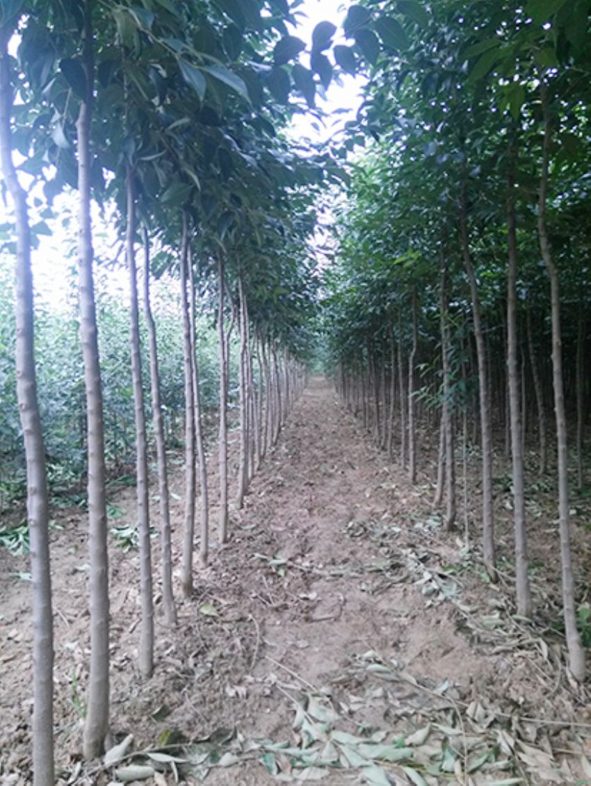 點擊查看詳細信息<br>標題：大葉女貞 閱讀次數(shù)：3485